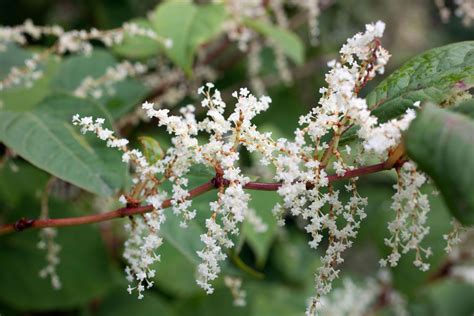 Japanese Knotweed Guide How To Remove It And Stop It From Spreading Gardeningetc
