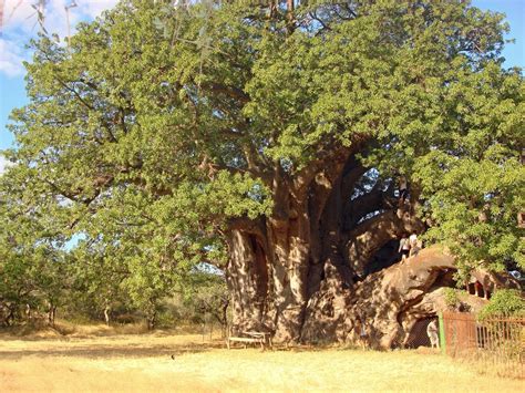 Adansonia Digitata Baobabmonkey Bread Tree Kremetartboom Sagole Baobab