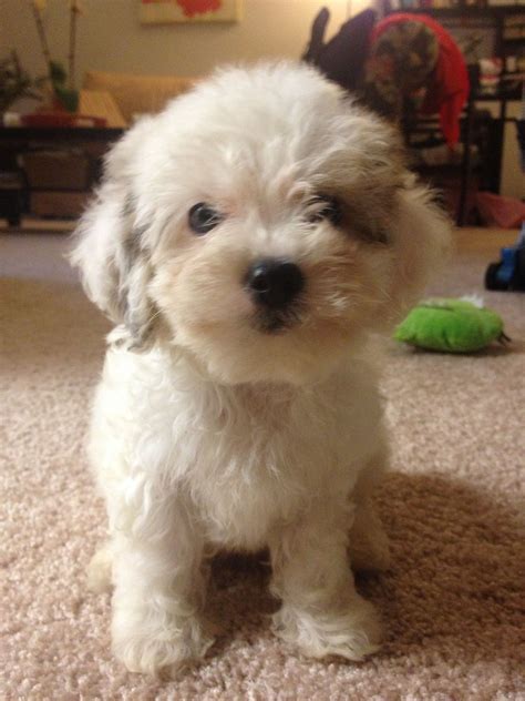 My Fluffy Shichon Puppy Jax Shichon Puppies Cool Pets Pets