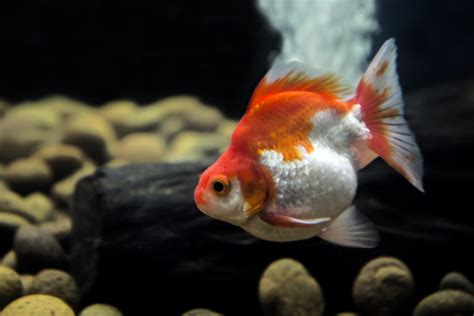 5 Signs Of A Pregnant Goldfish How To Tell If Your Fish Is Expecting
