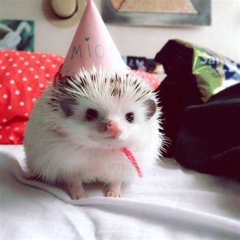 A Hedgehog With A Party Hat On Its Head Sitting On A Bed