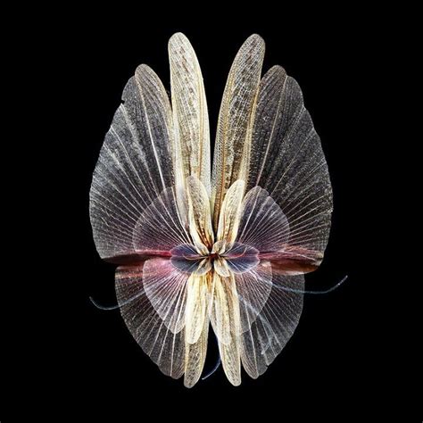 Insect Wings Made To Look Like Blooming Flowers Explores Natural