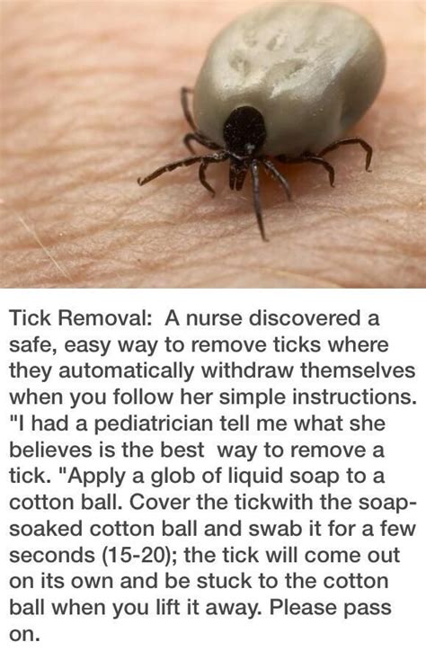 How To Easily Remove Ticks Please Pass It On Life Hacks Useful