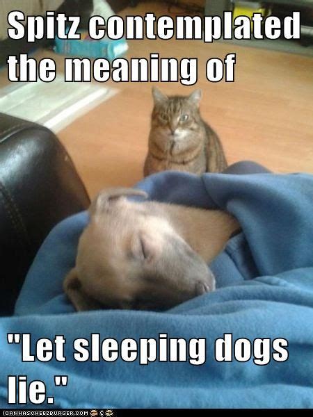 Let Sleeping Dogs Lie Funny Animal Memes Funny Animal Pictures