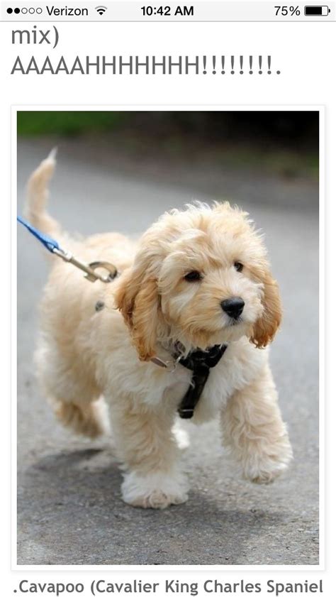 I Need A Cavapoo Not Even Kidding They Stay This Small