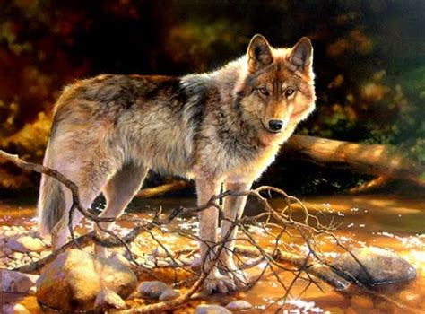White Wolf Bonnie Marris Wildlife Artist Of Stunning Realism