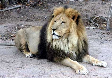 Barbary Lions Were Thought To Be Extinct However There