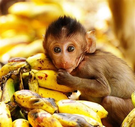 37 Best Cute Baby Monkeys Images On Pinterest Wild