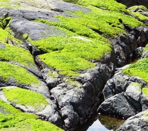 Delta, united airlines and four other airlines fly from green bay to vancouver hourly. Green Algae, Vancouver Island, BC | Gohiking.ca