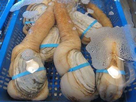 everything you need to know about geoducks eater