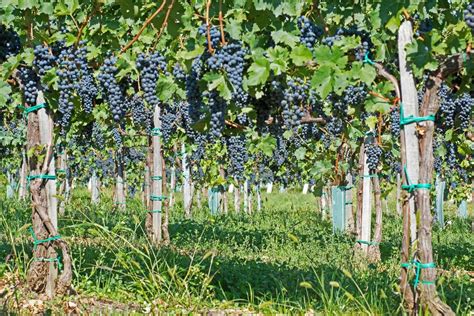 How To Grow New Grape Vines From Cuttings