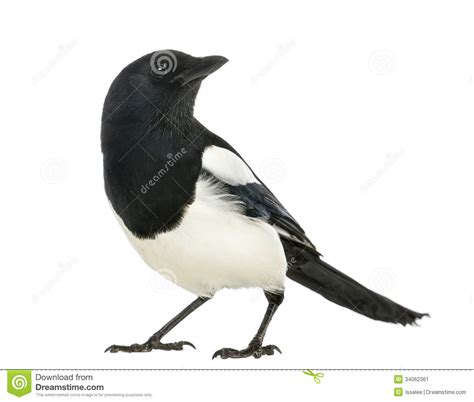 Common Magpie Clipart 20 Free Cliparts Download Images On Clipground 2023