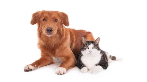 How Do You Introduce A Cat To A Dog