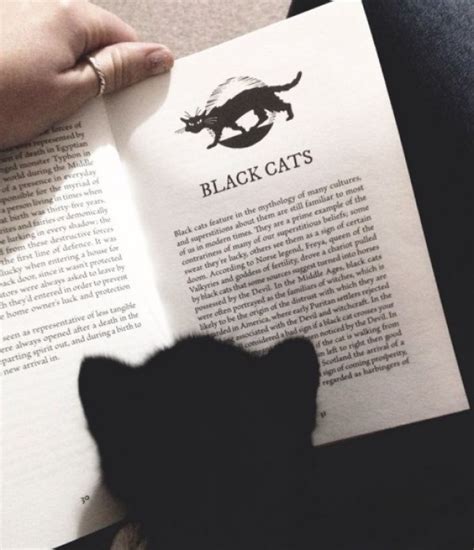 Ten Literate Book Loving Cats Reading Books About Cats