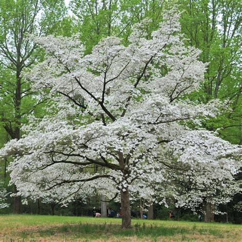 Very young trees fill to the i had ordered white dogwoods in early spring, recieved my trees i ordered 4. FLOWERING DOGWOOD white cornus florida CHEROKEE PRINCESS ...