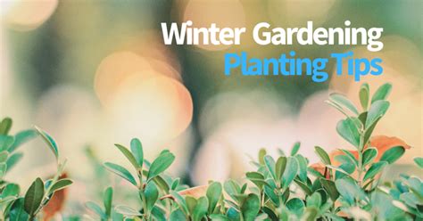 Winter Gardening Guide Tips For Planting Wanly Tsang