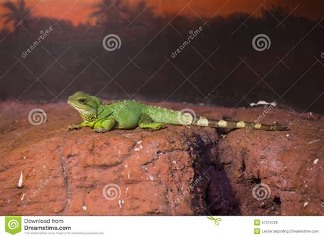 Reptiles Stock Image Image Of Nature Closeup Colorful 57310729