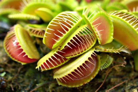 How To Grow A Venus Fly Trap Plant Indoors The Carnivore Plant