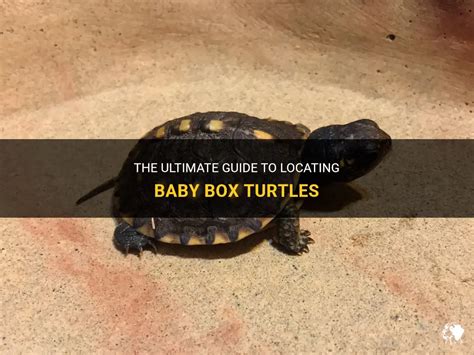 The Ultimate Guide To Locating Baby Box Turtles Petshun
