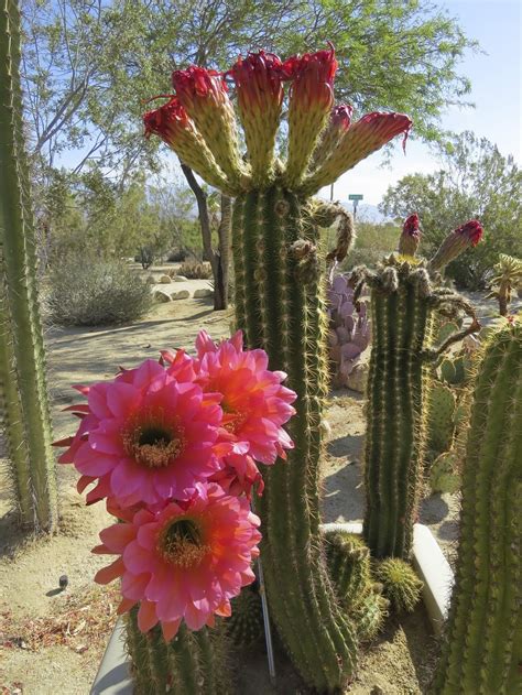 Trichocereus Grandiflorus Cactus Plants Cacti And Succulents Cactus