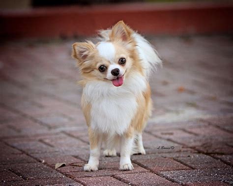 11 Small Dog Breeds That Are Beyond Cute Cute Small Dogs Chihuahua