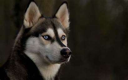 Husky Siberian Colors Sable Coat Wolf Rescue