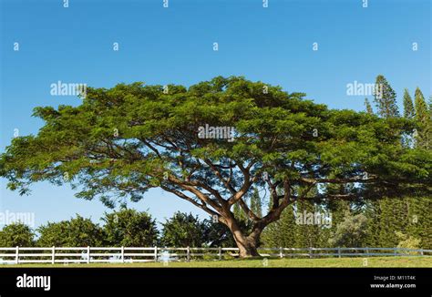 Single Koa Tree Acacia Koa Kauai Hawaii Stock Photo Alamy