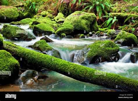 Fallen Tree Covered In Lush Moss In A Small River Filled With Mossy