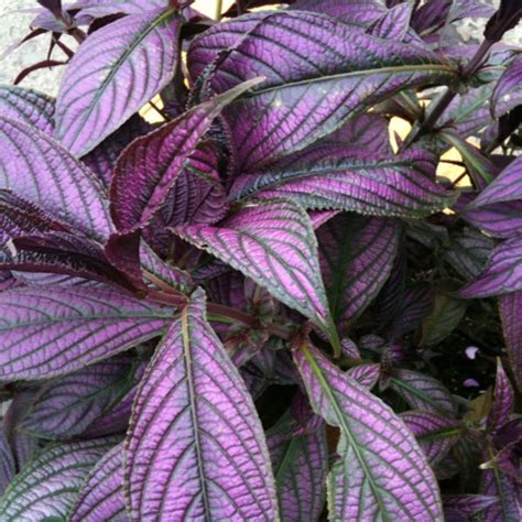 Maybe you would like to learn more about one of these? Persian Shield - S. dyerianus | Friends School Plant Sale