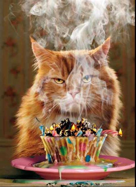 Birthday Cat Funny Birthday Cards Birthday Humor Happy Birthday Meme