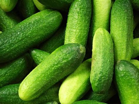 How To Grow Cucumbers In A Pot Hgtv
