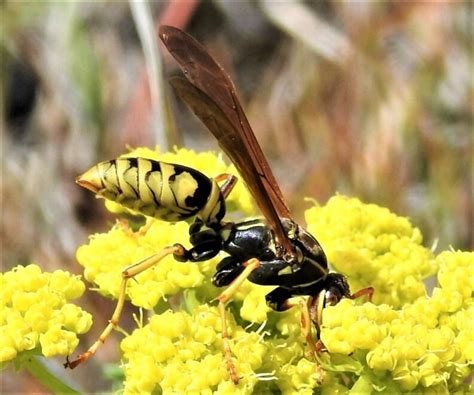Vespidae Paper Wasps Yellowjackets Hornets And Potter Wasps