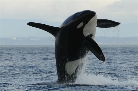 Old Mothers Know Best Killer Whale Study Sheds Light On The Evolution