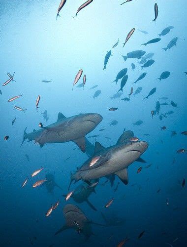 Tiburones Ocean Creatures Life Under The Sea Sea Creatures