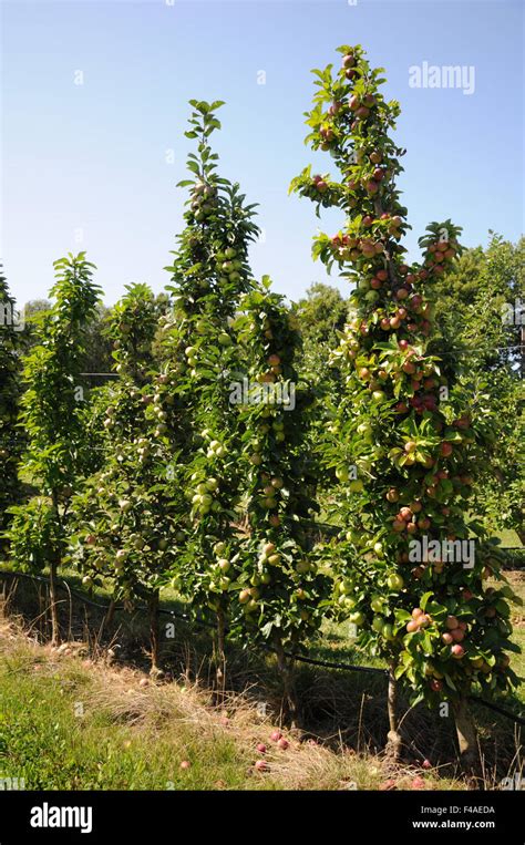 Columnar Apple Tree Stock Photo Alamy