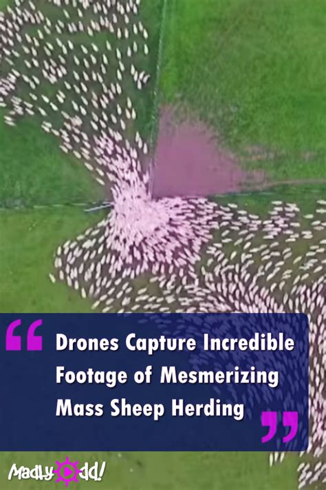 Drones Capture Incredible Footage Of Mesmerizing Sheep Herd Madly Odd