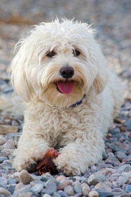 Yorkipoo Dog Breed Information Pictures Characteristics And Facts