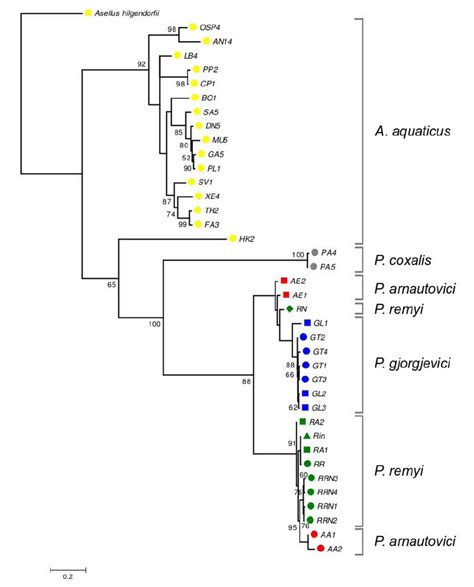 Phylogenetic ML Tree Based On Mitochondrial COI Gene The Tree Was Download Scientific Diagram