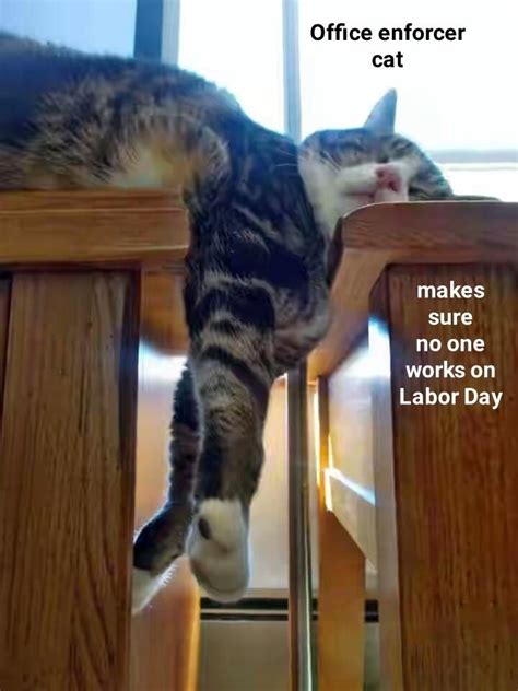 Office Enforcer Cat Lolcats Lol Cat Memes Funny