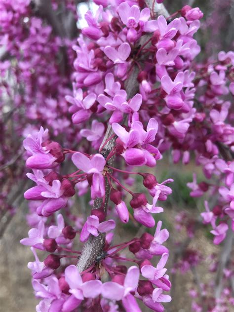 Cercis Canadensis Lavender Twist Weeping Eastern Redbud Picture