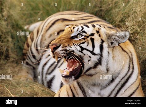 Growling Tiger Stock Photo Royalty Free Image 87078984 Alamy