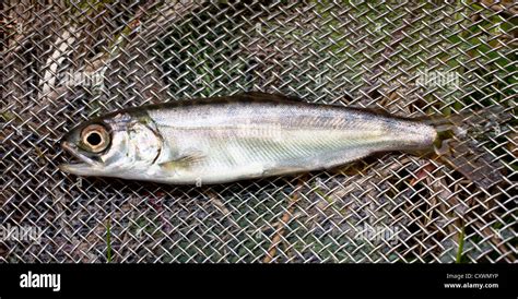 Juvenile Chinook Salmon Fry Stock Photo Alamy