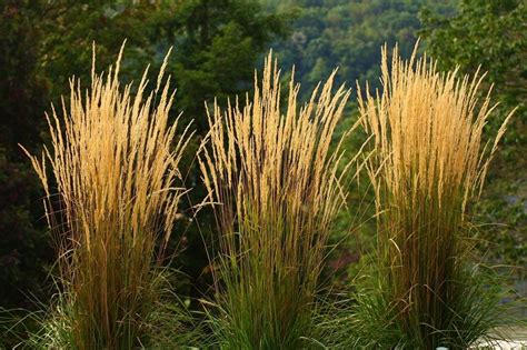 Calamagrostis X Acutiflora Karl Foerster Feather Reed Grass The