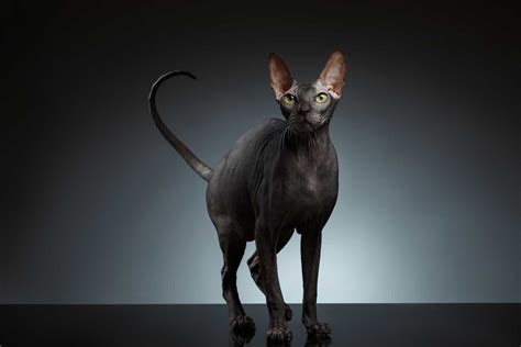 Sphynx Cat Black Meet The Sphynx More Than A Hairless Cat The Way Of