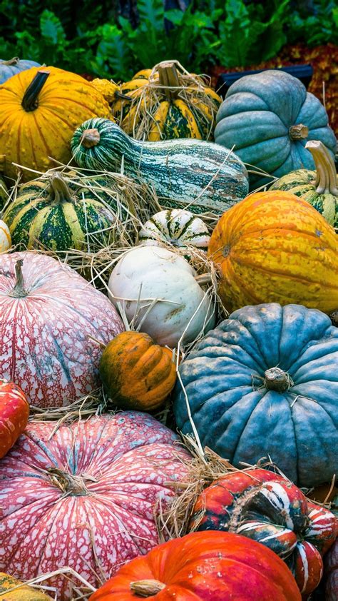 Colorful Pumpkins Wallpaper Iphone Android And Desktop Backgrounds