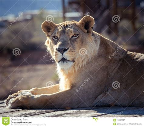 Female African Lioness Resting On A Rock Stock Image Image Of Feline