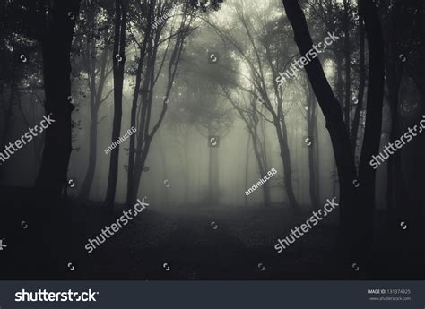 Dark Foggy Forest After Rain Stock Photo 131374925