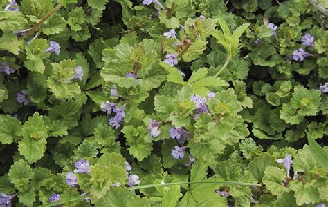 Creeping Charlie Weed Control Spring Touch Lawn And Pest Control