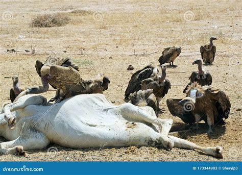 Vultures Eating A Cow Carcass Stock Image Image Of Animal Africa