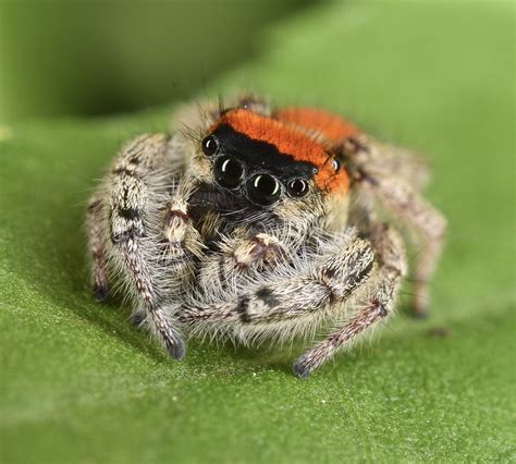 Jumping Spiders Flickr